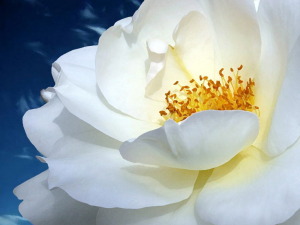 HL wallpapers_17611